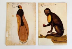 Impressions de l'histoire naturelle de la Renaissance, paire de fac-similés du Codex Pomar, années 1990.