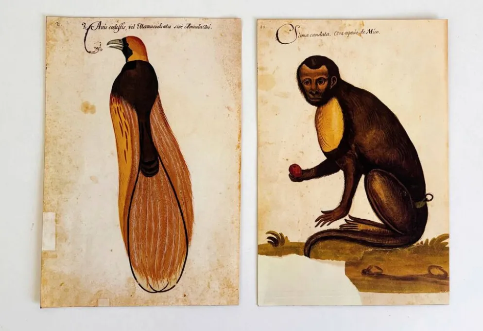 Impressions de l'histoire naturelle de la Renaissance, paire de fac-similés du Codex Pomar, années 1990.