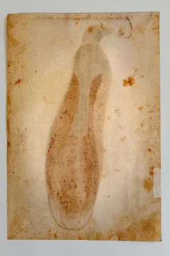 Impressions de l'histoire naturelle de la Renaissance, paire de fac-similés du Codex Pomar, années 1990.