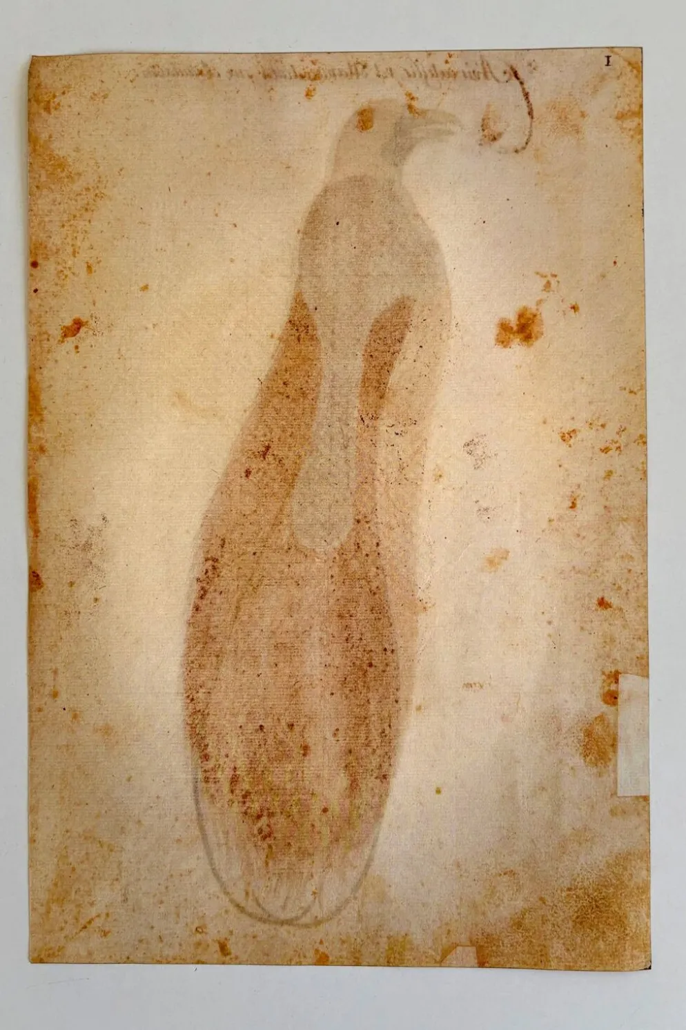 Impressions de l'histoire naturelle de la Renaissance, paire de fac-similés du Codex Pomar, années 1990.