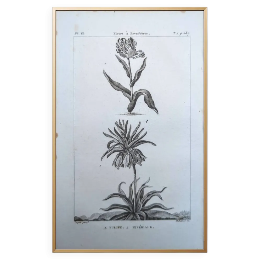 Imprimée en 1818, Tulipe et Impériale. Botanique vintage.
