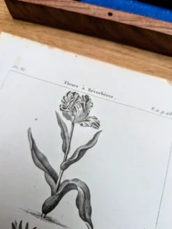 Imprimée en 1818, Tulipe et Impériale. Botanique vintage.