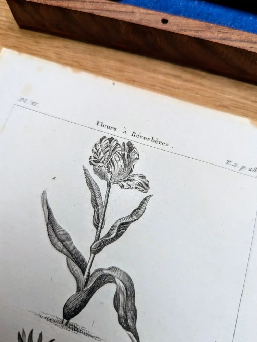 Imprimée en 1818, Tulipe et Impériale. Botanique vintage.