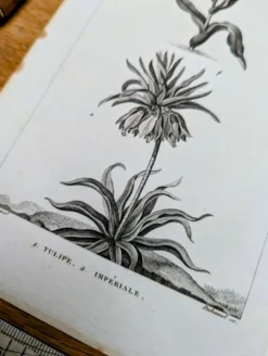 Imprimée en 1818, Tulipe et Impériale. Botanique vintage.