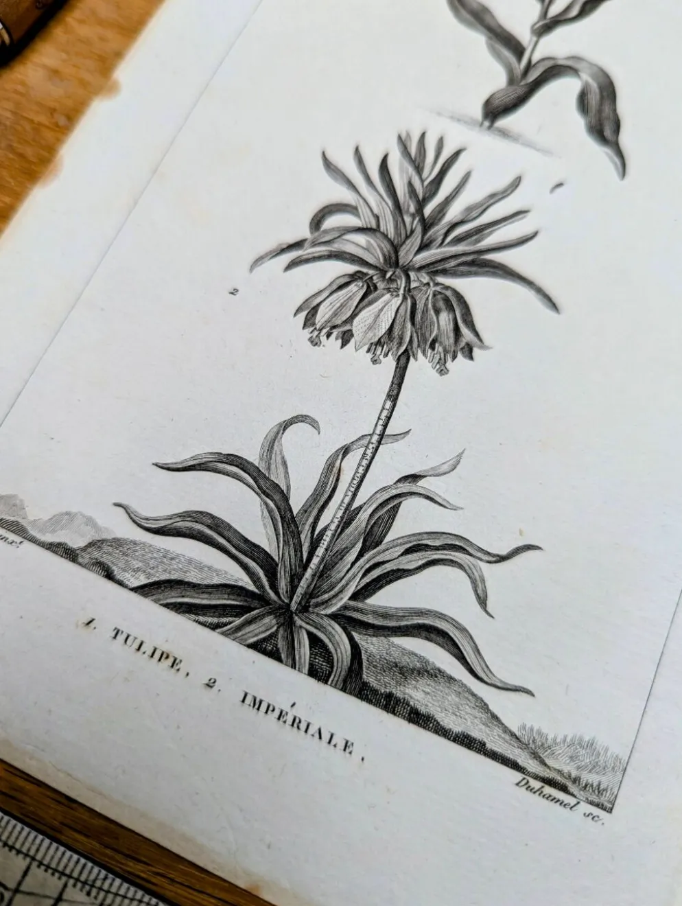 Imprimée en 1818, Tulipe et Impériale. Botanique vintage.