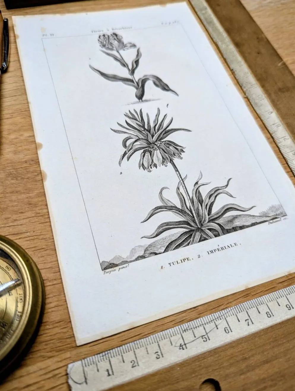 Imprimée en 1818, Tulipe et Impériale. Botanique vintage.