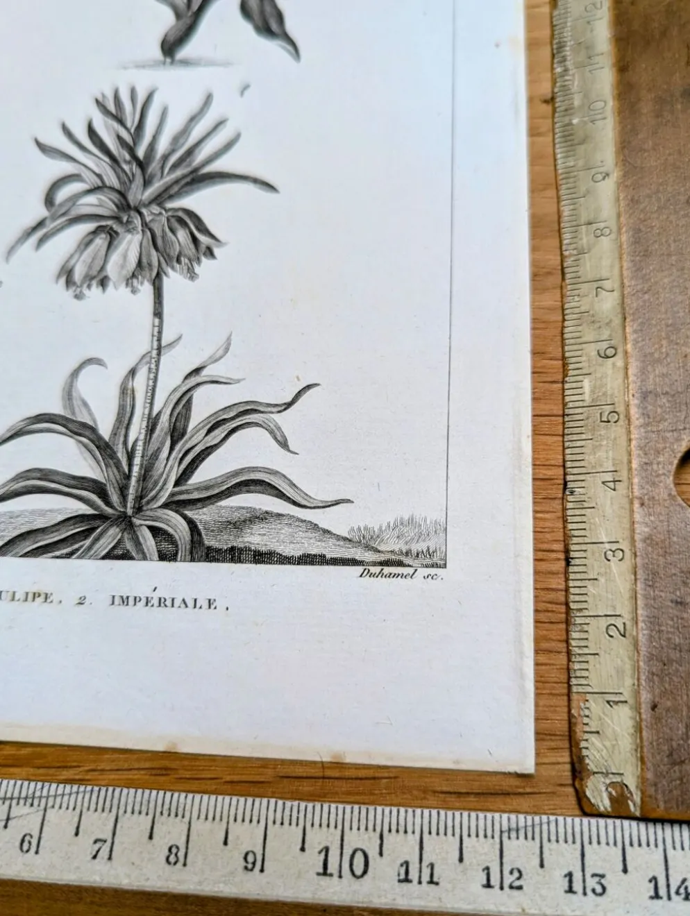 Imprimée en 1818, Tulipe et Impériale. Botanique vintage.