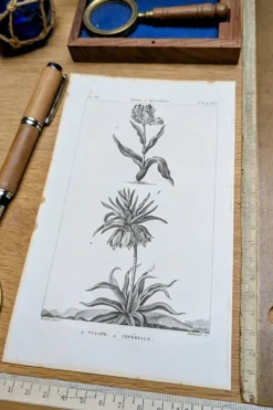Imprimée en 1818, Tulipe et Impériale. Botanique vintage.