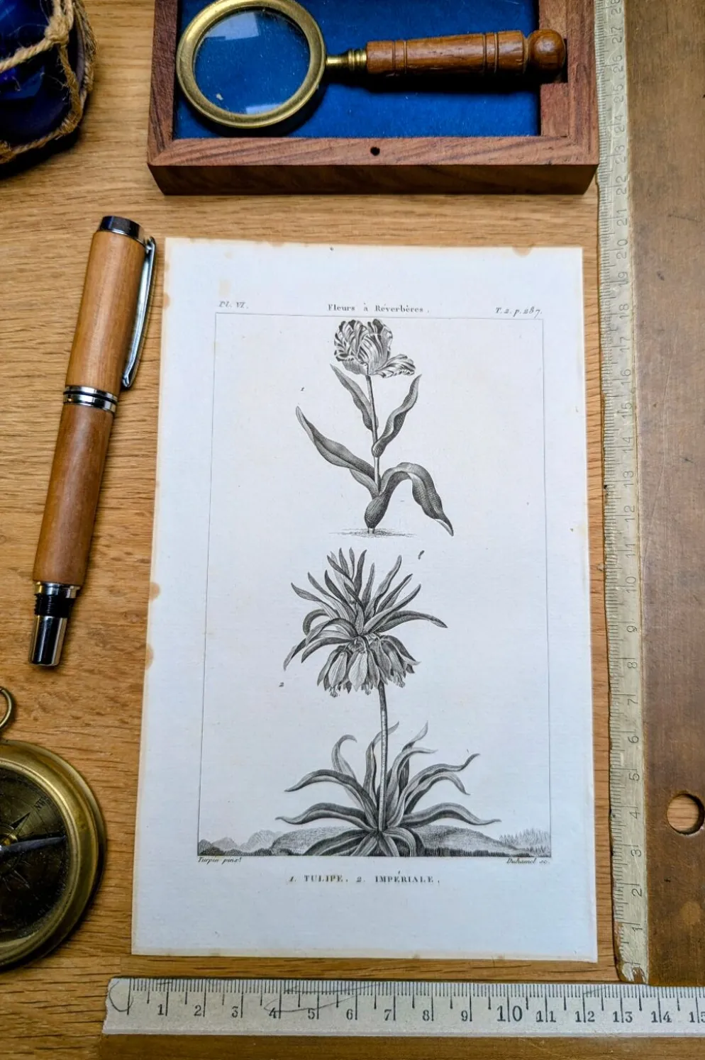 Imprimée en 1818, Tulipe et Impériale. Botanique vintage.