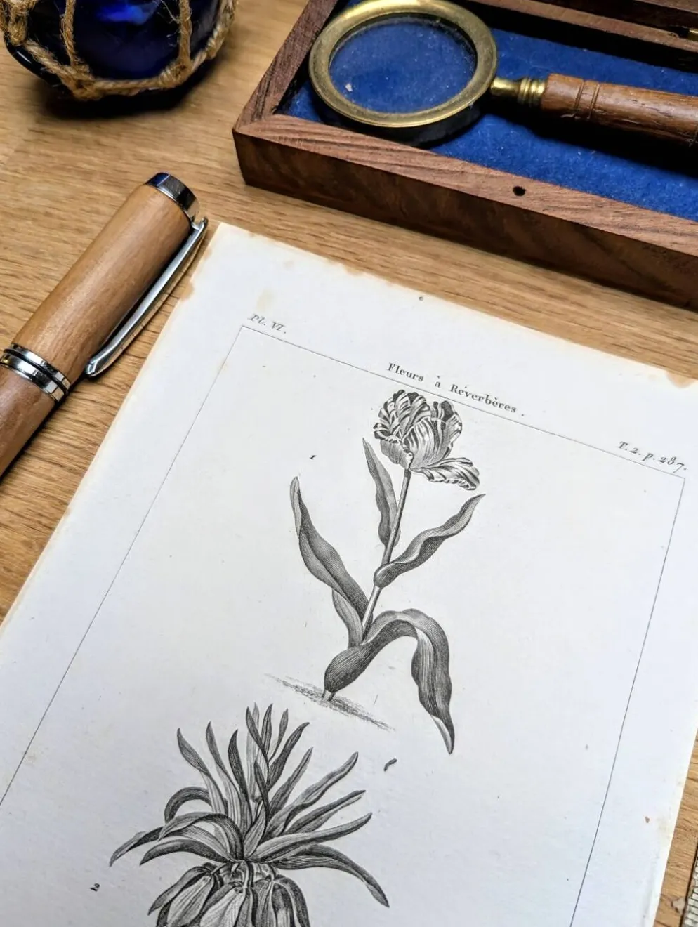 Imprimée en 1818, Tulipe et Impériale. Botanique vintage.
