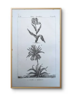Imprimée en 1818, Tulipe et Impériale. Botanique vintage.