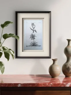 Imprimée en 1818, Tulipe et Impériale. Botanique vintage.