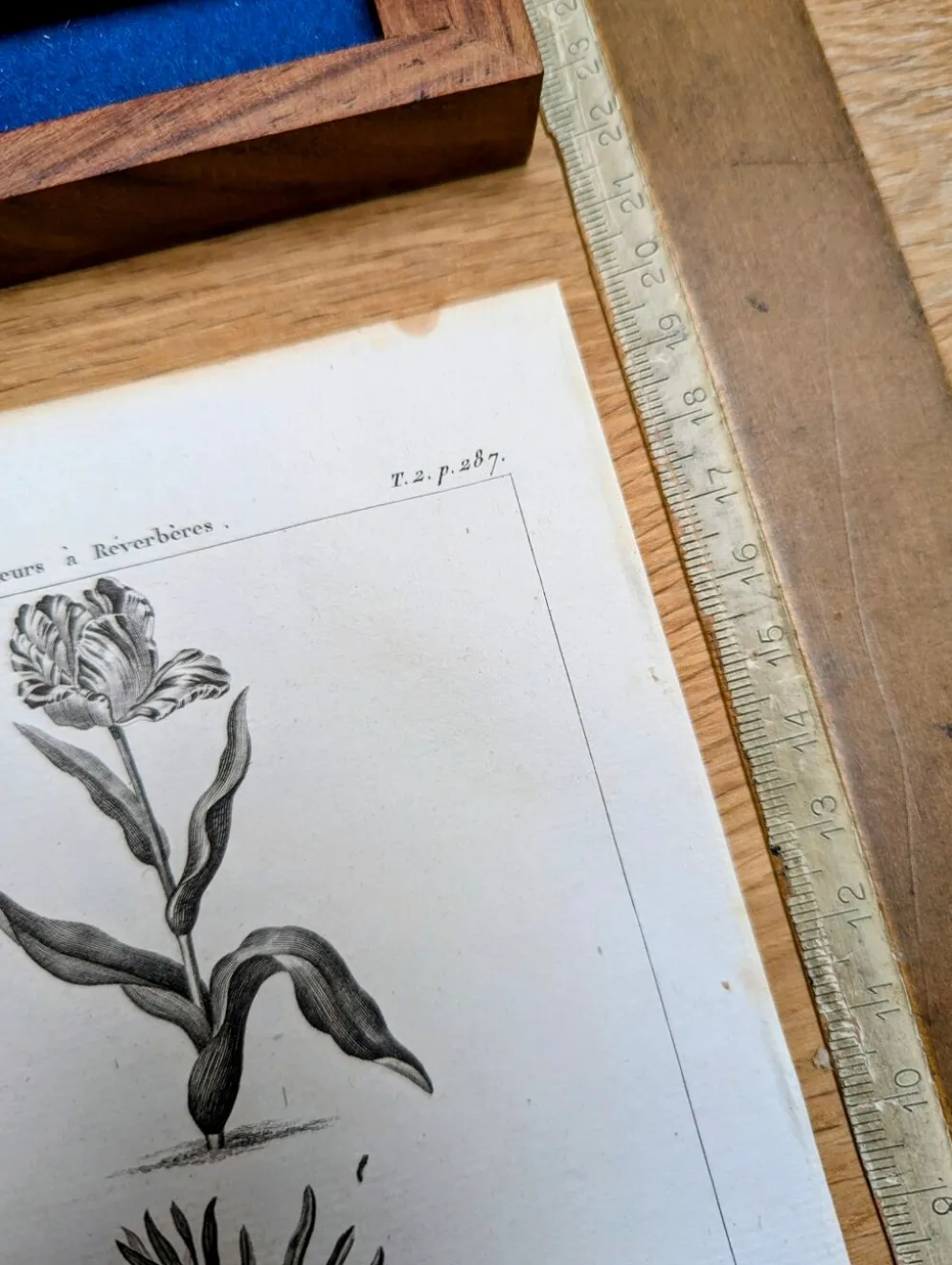 Imprimée en 1818, Tulipe et Impériale. Botanique vintage.