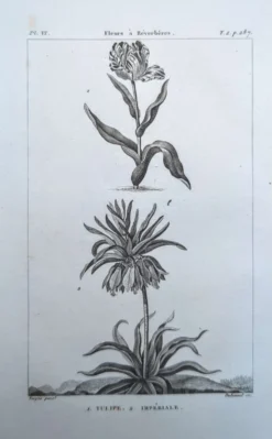 Imprimée en 1818, Tulipe et Impériale. Botanique vintage.