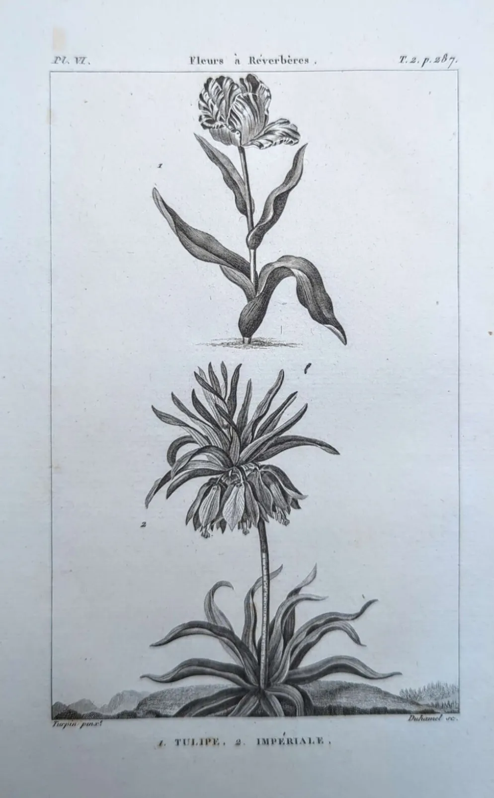 Imprimée en 1818, Tulipe et Impériale. Botanique vintage.