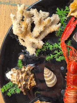 Insolite assiette murale vintage fruits de mer cabinet de curiosités