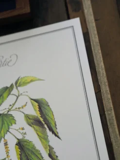La Grande Ortie, illustration imprimée en 1986. Botanique Vintage.