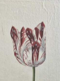La Roche Laffitte (Né en 1943) - Dessin à l'aquarelle sur soie - Tulipe
