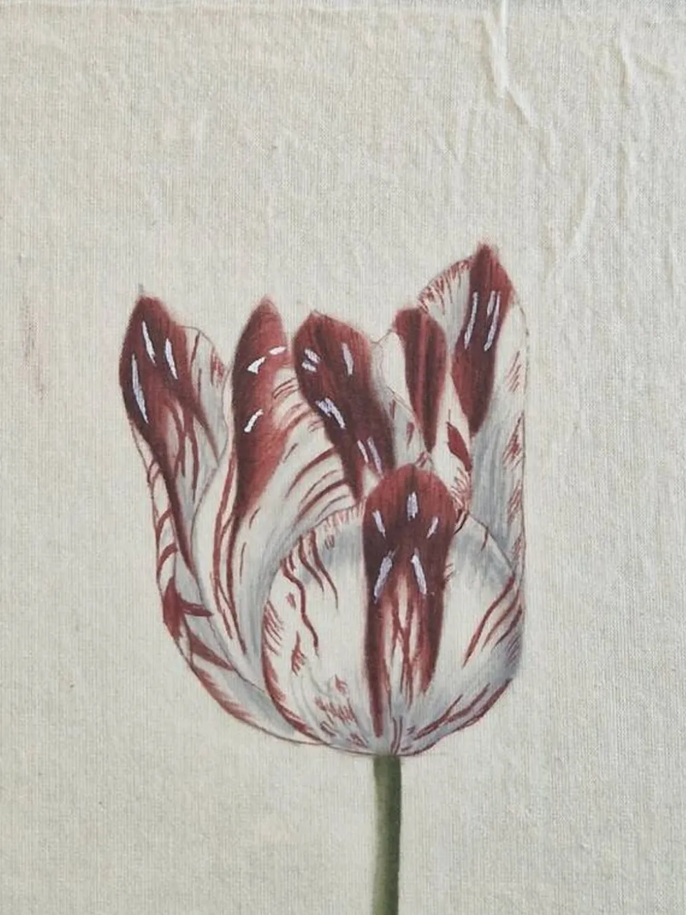 La Roche Laffitte (Né en 1943) - Dessin à l'aquarelle sur soie - Tulipe