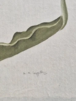 La Roche Laffitte (Né en 1943) - Dessin à l'aquarelle sur soie - Tulipe