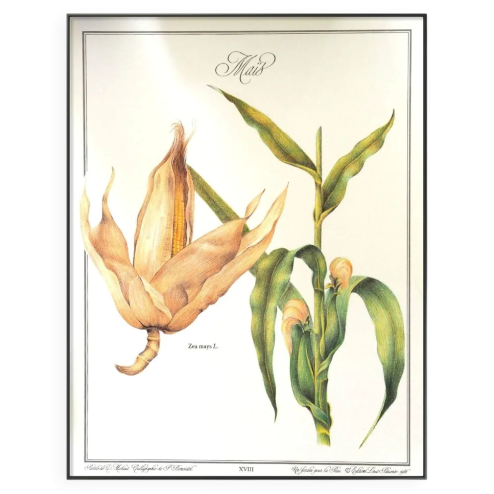 Le Maïs, illustration imprimée en 1986. Botanique Vintage. 24X31cm