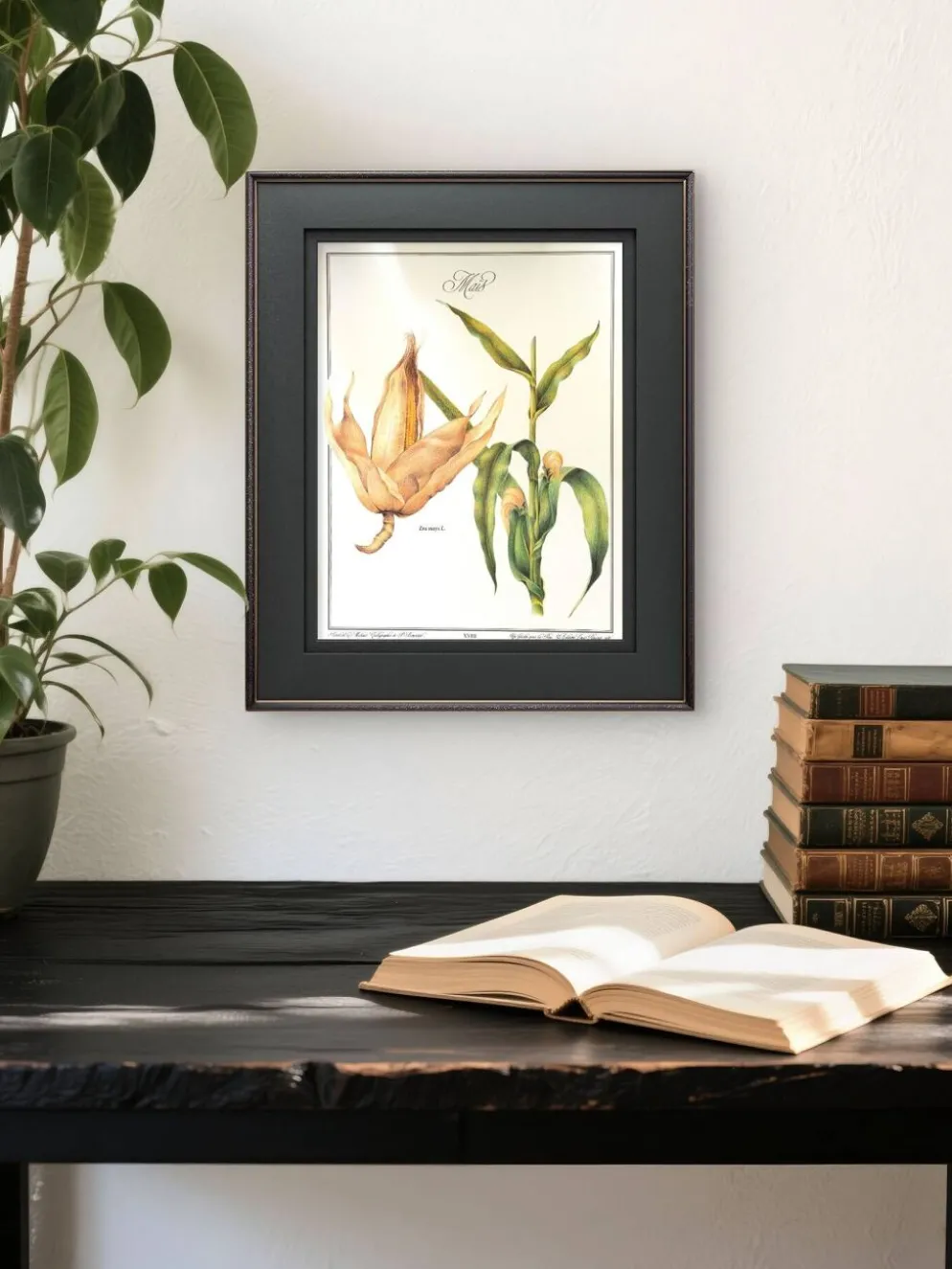 Le Maïs, illustration imprimée en 1986. Botanique Vintage. 24X31cm