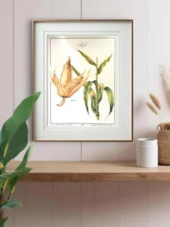 Le Maïs, illustration imprimée en 1986. Botanique Vintage. 24X31cm