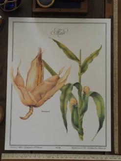 Le Maïs, illustration imprimée en 1986. Botanique Vintage. 24X31cm