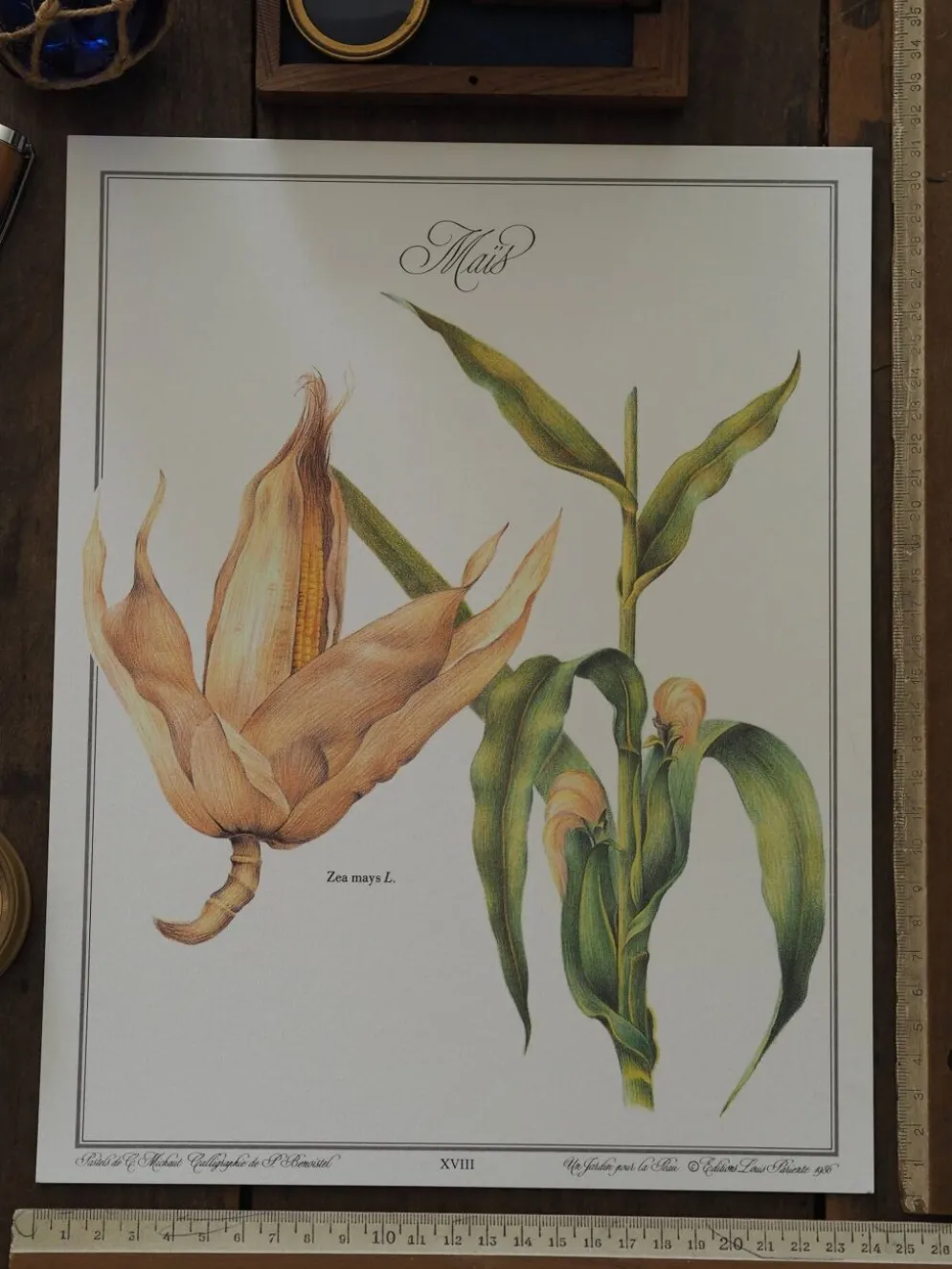 Le Maïs, illustration imprimée en 1986. Botanique Vintage. 24X31cm