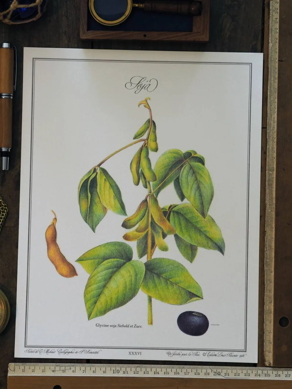Le Soja, illustration imprimée en 1986. Botanique Vintage. 24X31cm