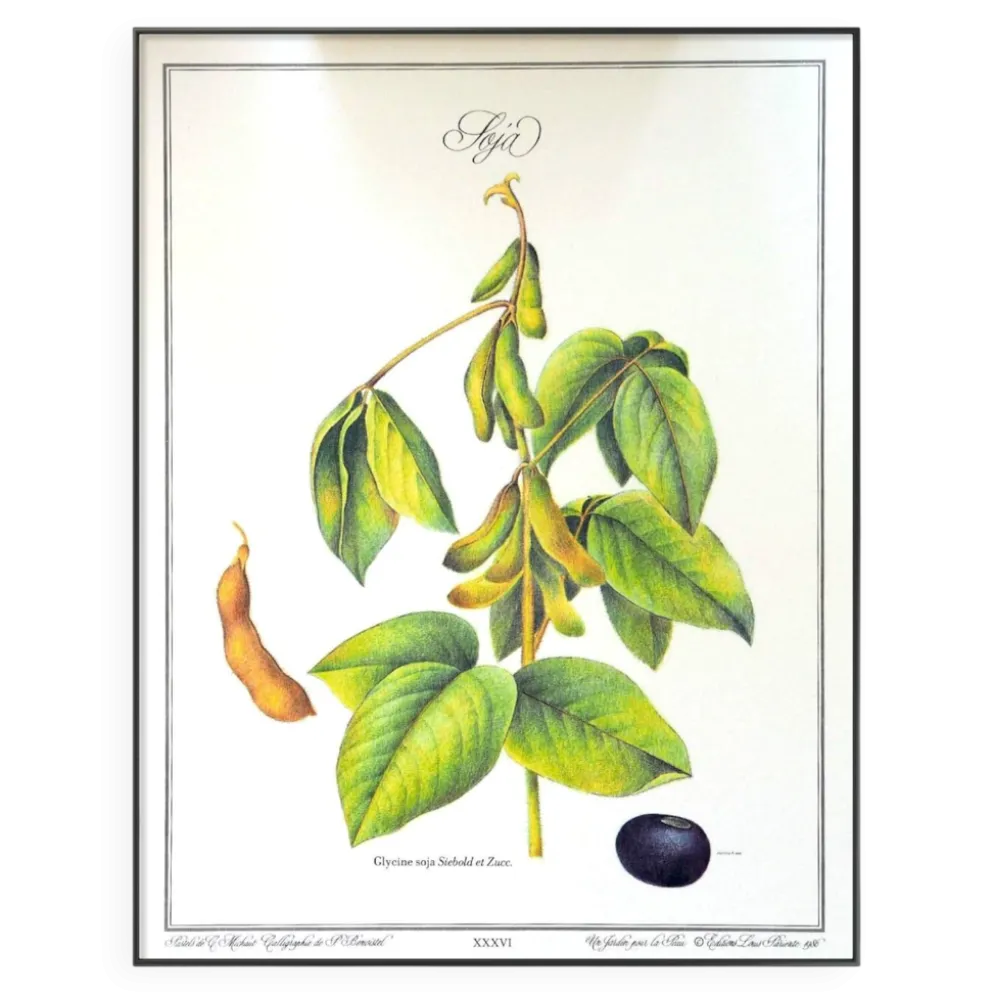 Le Soja, illustration imprimée en 1986. Botanique Vintage. 24X31cm