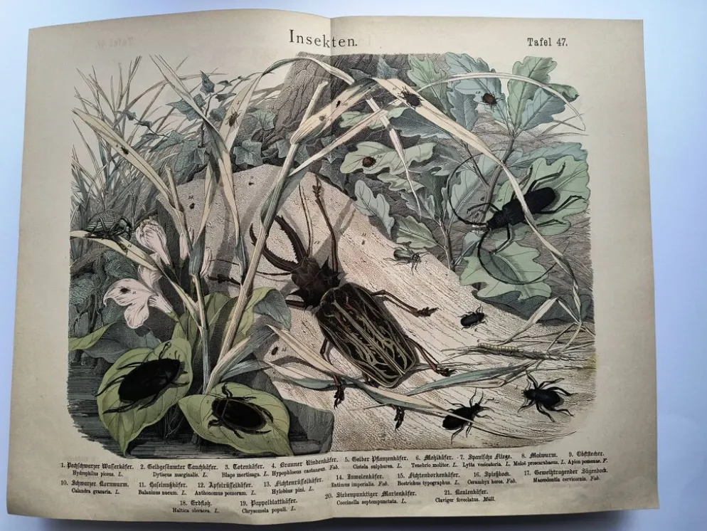 Lithographie ancienne de 1886 - Insectes et coléoptères (2) - Gravure