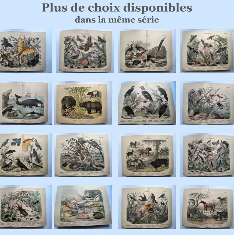 Lithographie ancienne de 1886 - Insectes et coléoptères (2) - Gravure
