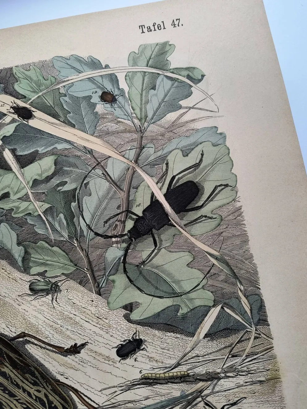 Lithographie ancienne de 1886 - Insectes et coléoptères (2) - Gravure