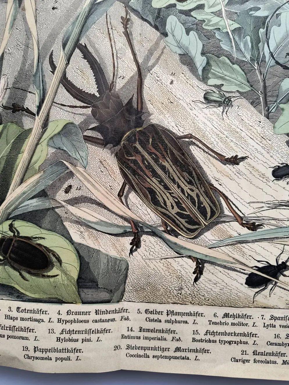 Lithographie ancienne de 1886 - Insectes et coléoptères (2) - Gravure