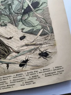 Lithographie ancienne de 1886 - Insectes et coléoptères (2) - Gravure