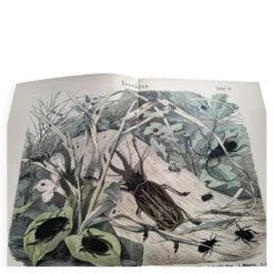Lithographie ancienne de 1886 - Insectes et coléoptères (2) - Gravure