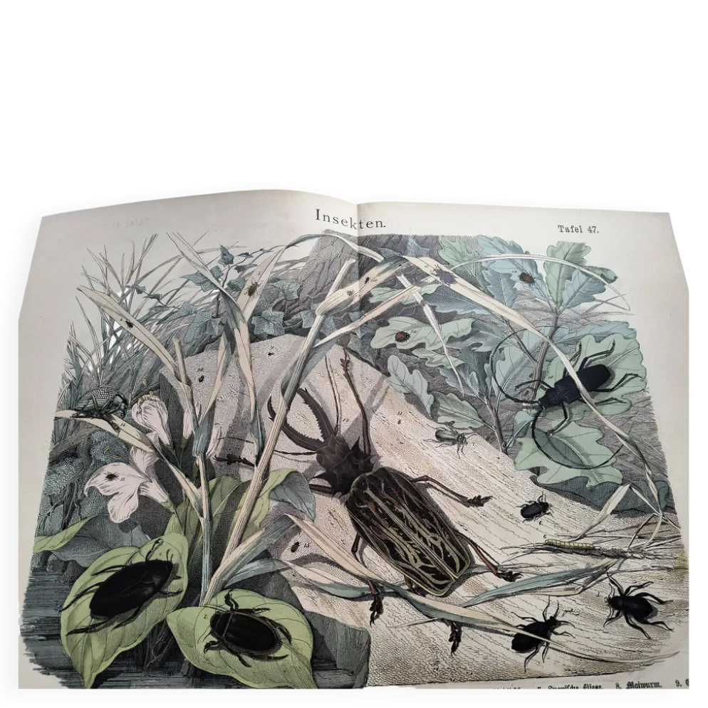 Lithographie ancienne de 1886 - Insectes et coléoptères (2) - Gravure