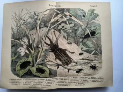 Lithographie ancienne de 1886 - Insectes et coléoptères (2) - Gravure