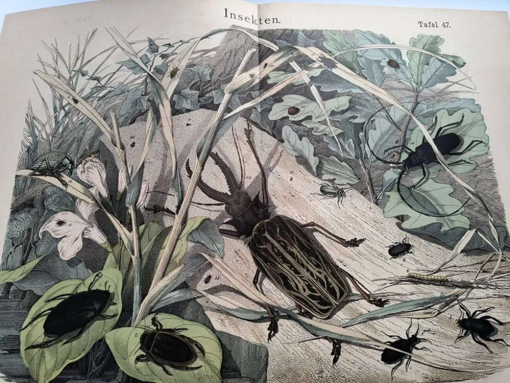 Lithographie ancienne de 1886 - Insectes et coléoptères (2) - Gravure
