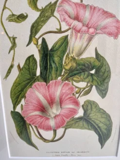 Lithographie botanique du 19ème siècle de la liseron rose, vers 1853