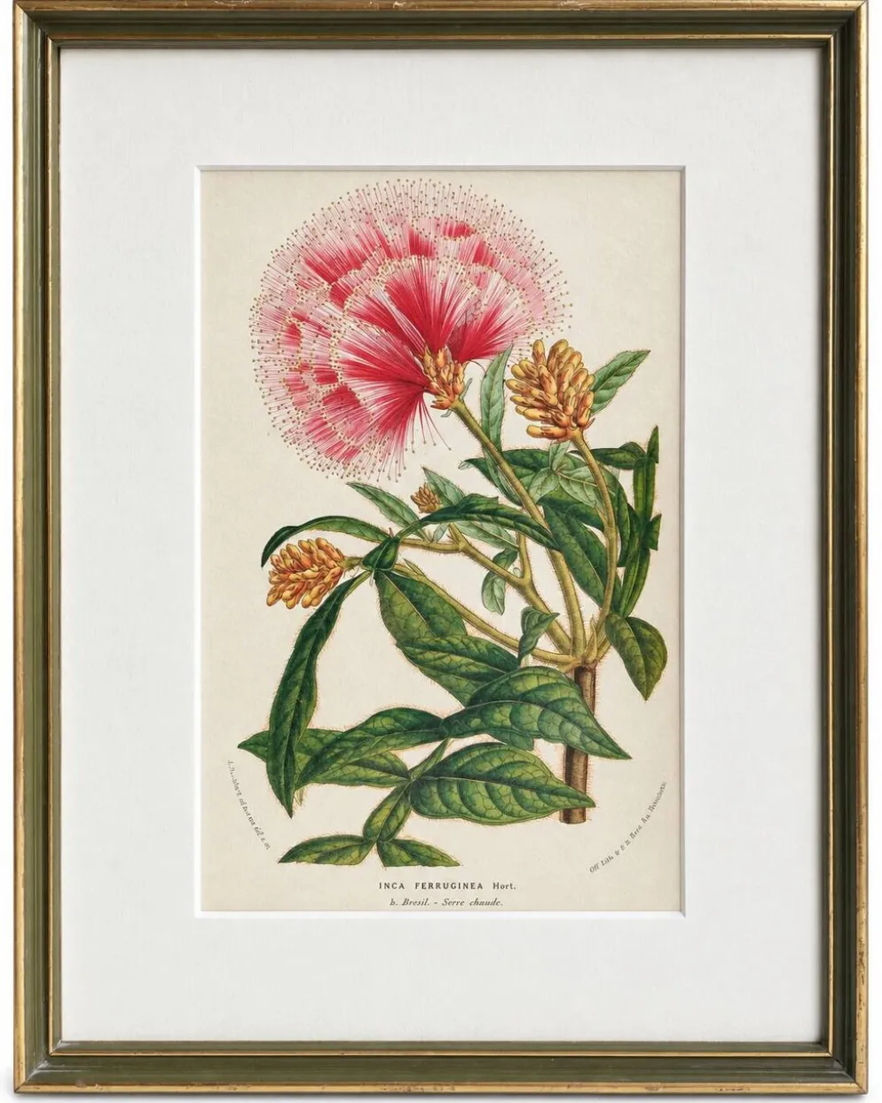 Lithographie botanique du 19ème siècle d'Inga Ferruginea, vers 1853.