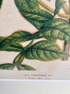 Lithographie botanique du 19ème siècle d'Inga Ferruginea, vers 1853.