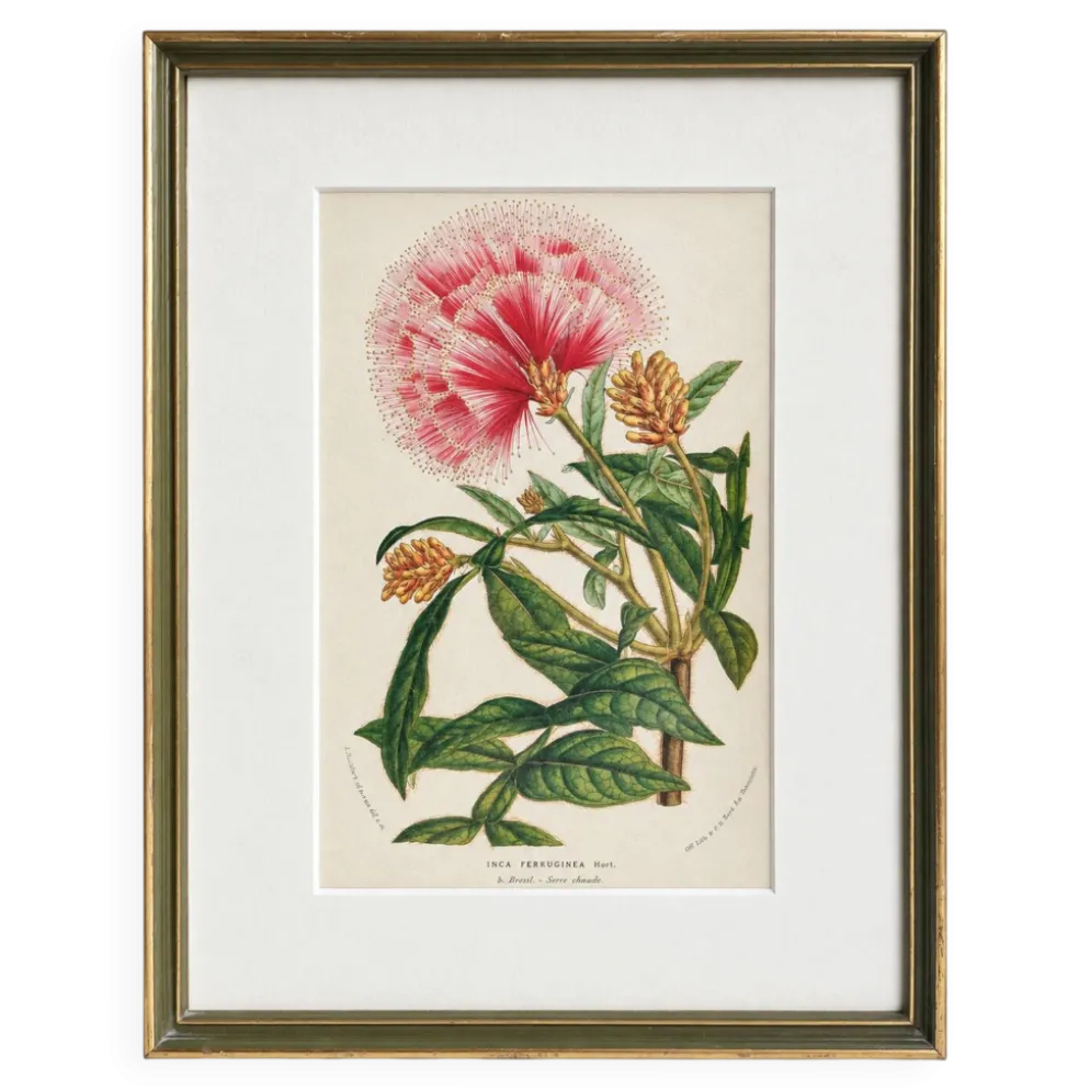 Lithographie botanique du 19ème siècle d'Inga Ferruginea, vers 1853.