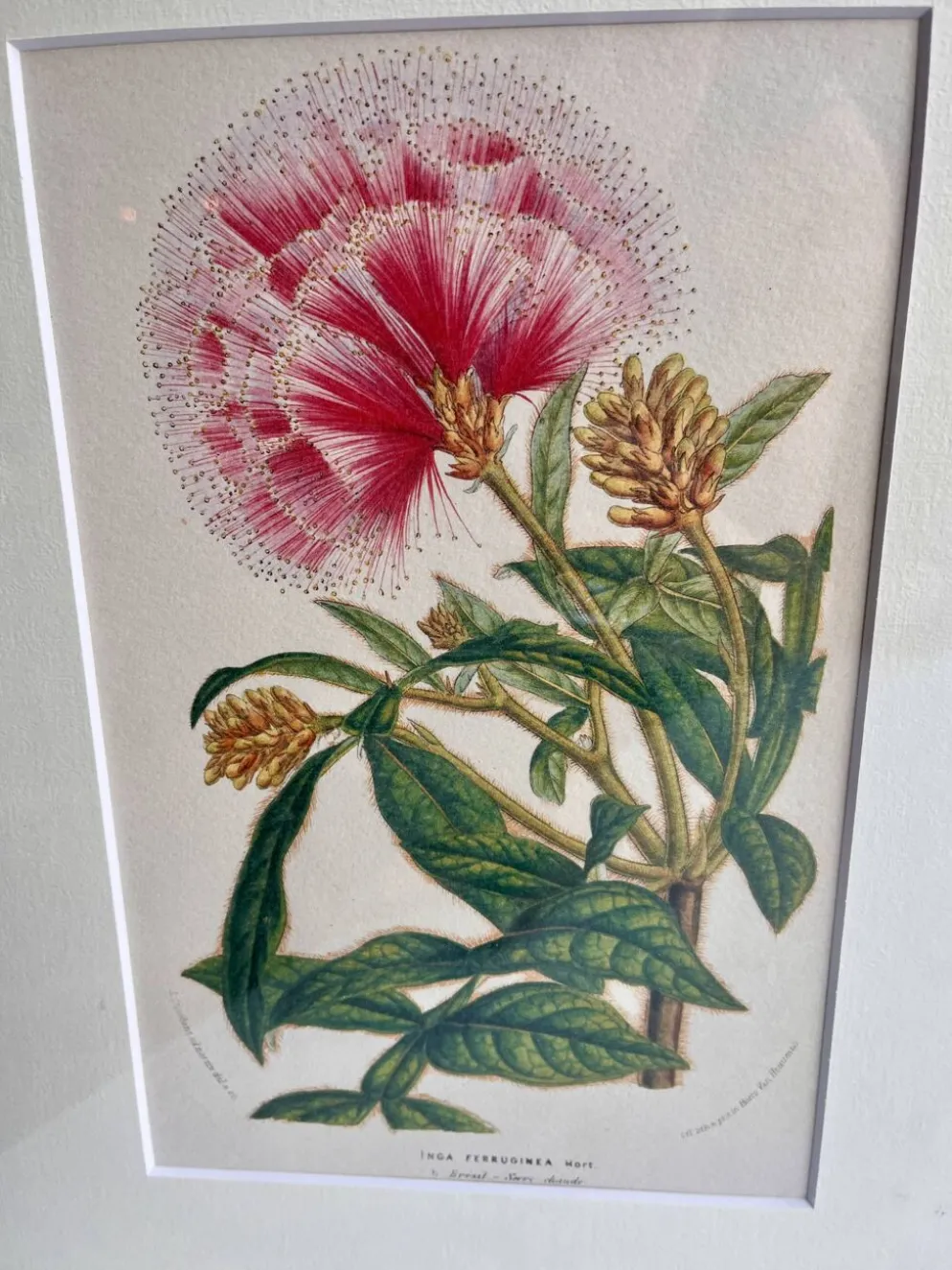 Lithographie botanique du 19ème siècle d'Inga Ferruginea, vers 1853.