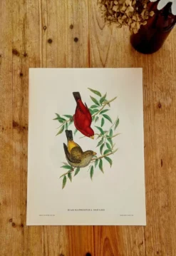 Lithographie d'oiseaux "Haematospiza sipahi" de J. Gould & H.C. Richter