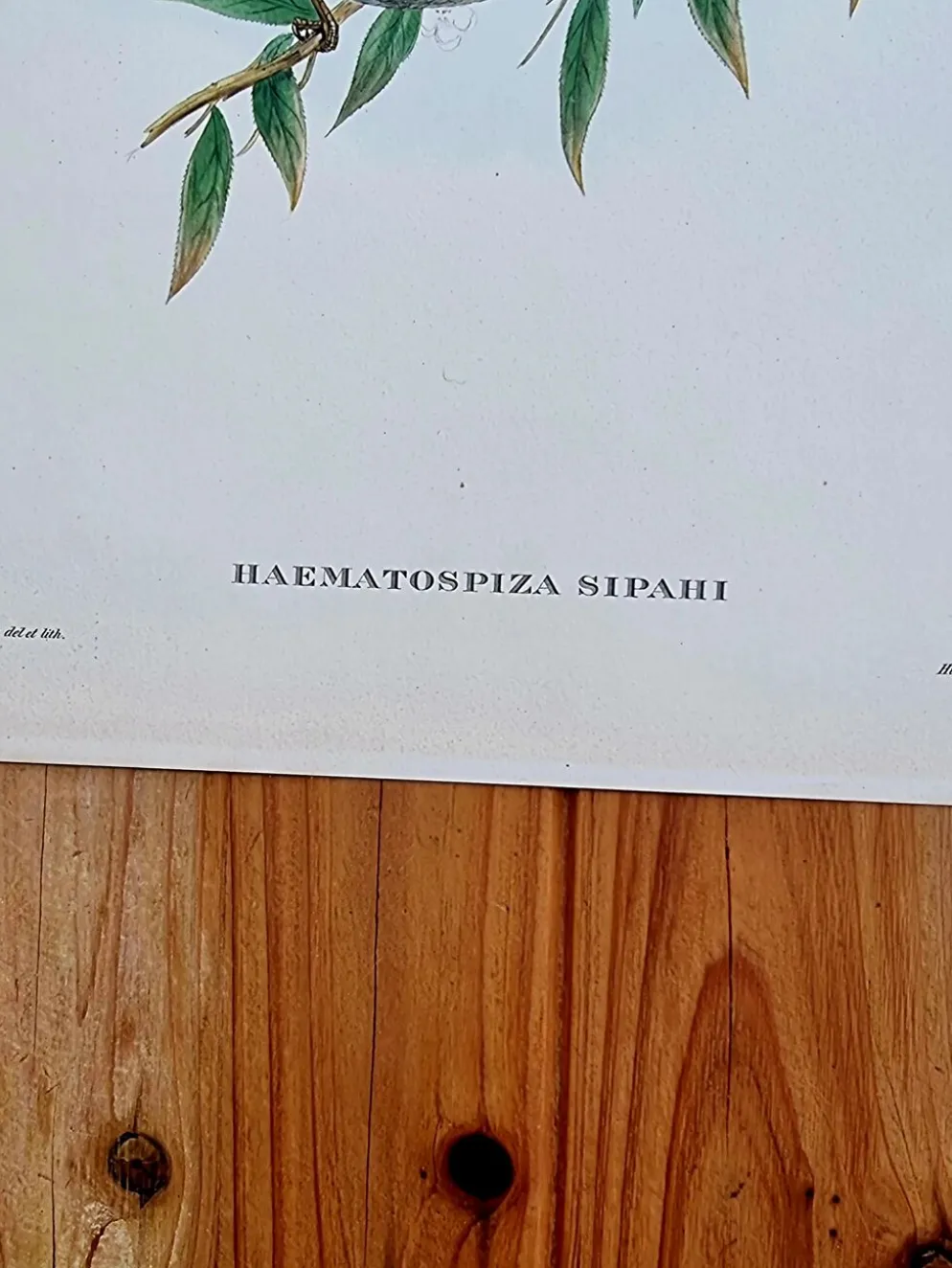 Lithographie d'oiseaux "Haematospiza sipahi" de J. Gould & H.C. Richter