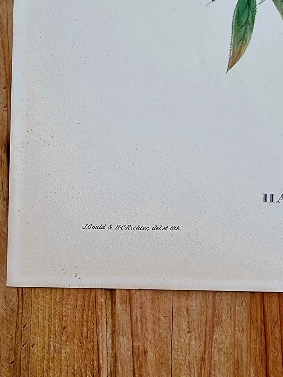 Lithographie d'oiseaux "Haematospiza sipahi" de J. Gould & H.C. Richter