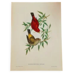 Lithographie d'oiseaux