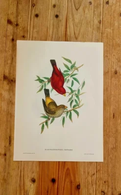 Lithographie d'oiseaux